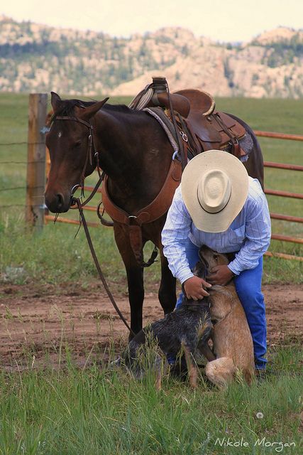 . Cowboy Pics, Western Pics, Cowboys And Angels, Cowboy Life, Cowboy Stuff, Real Cowboys, Red Heeler, Australian Cattle Dogs, Cowboy Horse