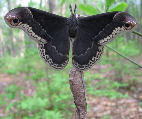 Promethea Moth Hercules Moth, Lady Slipper Orchid, Moth Caterpillar, Beautiful Bugs, Creepy Crawlies, Arthropods, Bugs And Insects, Beetles, Beautiful Butterflies