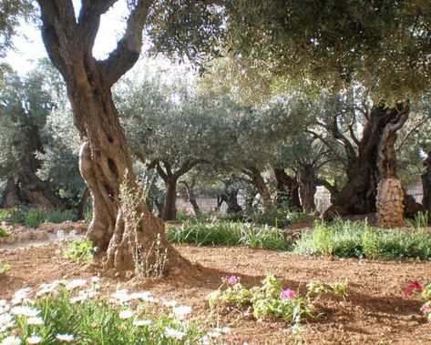 (WT) Jesus in Gethsemane: Bible Background and Lesson Objectives Agony In The Garden, Holy Thursday, Garden Of Gethsemane, Mount Of Olives, Everything Is Possible, Sacred Places, Holy Land, Olive Tree, Places To Travel