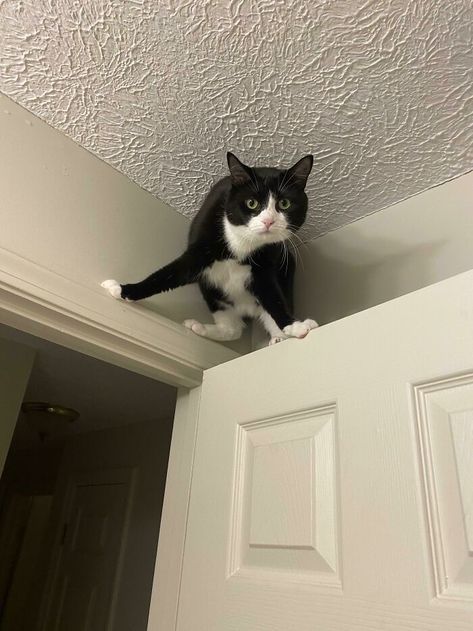 Spider Cat, Sneaky Cat, Long Cat, So Weird, Foster Kittens, Cat Post, Silly Faces, Photo Proof, Tuxedo Cat