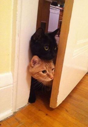 @LuvKittensDaily   Coast is clear! We can now race around the house! Two Cats, The Door, Orange, Black