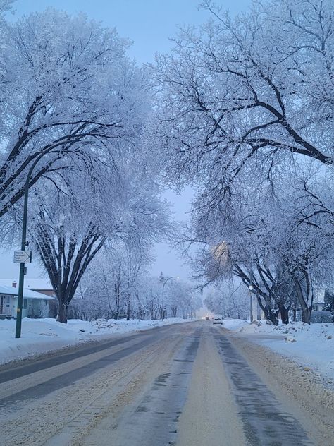 Frosty trees on a Winnipeg street Manitoba Aesthetic, Manitoba Travel, Swan River, Winnipeg Canada, Canada Photography, Centennial Park, Manitoba Canada, Travel Canada, Winnipeg Manitoba