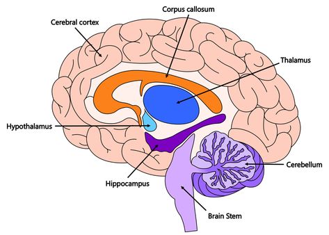 Brain Facts: Important Parts of the Brain #brain #psychology #science #kids #worksheets #education #learn Facts About The Brain, Brain Psychology, Brain Lobes, Educational Facts, Episodic Memory, Parts Of The Brain, Woody Allen Movies, Brain Parts, Word Ladders