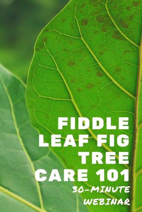 Click to register for the 30-minute Fiddle Leaf Fig Tree Care 101 webinar. Learn all about how to grow a healthy and strong Fiddle Leaf Fig Tree Plant. For more resources visit fiddleleaffigplant.com #fiddleleaffig #gardening #houseplants Fig Leaf Plant, Fig Plant Care, Fig Tree Care, Fig Leaf Tree, Fig Tree Plant, Fiddle Leaf Fig Care, Fiddle Tree, Fiddle Leaf Fig Plant, Fig Plant