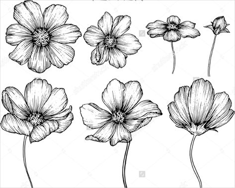 Cosmos Tattoo, Botanical Line Drawing, Flower Line Drawings, Flower Drawing Tutorials, Cosmos Flowers, Flower Drawings, Flower Art Drawing, Illustration Botanique, Drawing Flowers