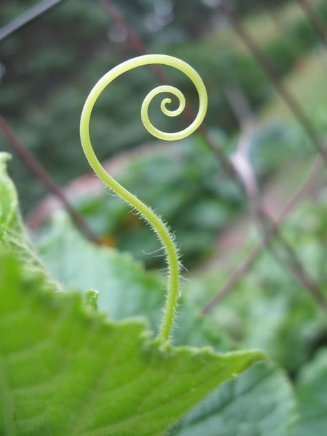 Spiral Pattern In Nature, Spiral Landscape Design, Swirls In Nature, Spiral In Nature, Spiral Aesthetic, Spiral Nature, Spiral Plant, Spirals In Nature, Golden Spiral