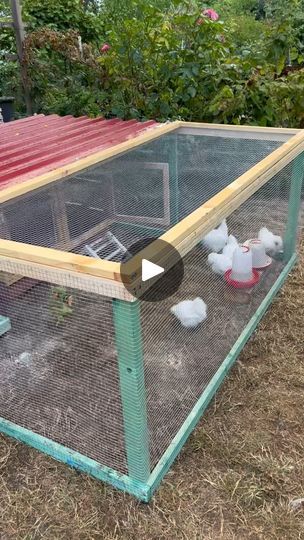 23K views · 20K reactions | It’s time again for our diy outdoor run🥰
.
.
.
#chicks #coop #chickencoop #diy #selfmade #babychicks #chickens #chickensofinstagram #chickensofig #cutechicks #cute #babyanimals #paulas_chicks #silkies | paulas chicks | paulas_chicks · Original audio Chicken Coop Designs Diy Cheap, Chicken Coops Homemade, Chicken House Diy, Easy Diy Chicken Coop, Chicken Runs And Coop, Chicken Home, Wooden Cart, Chicken Ideas, Chicken Runs