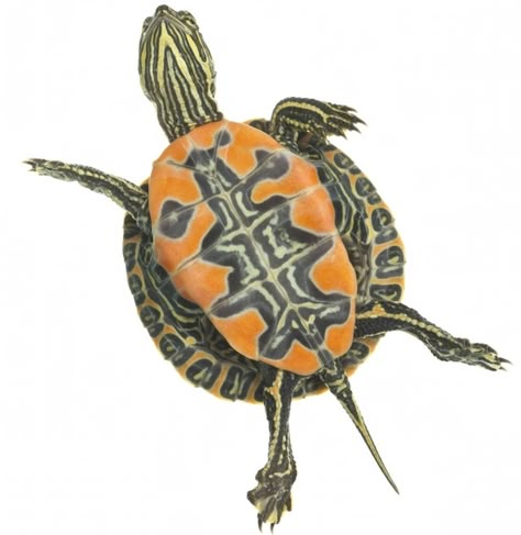 Western Painted Turtle (Chrysemys picta bellii) - Species Profile Western Painted Turtle, River Turtle, Water Turtle, Painted Turtle, Turtle Drawing, Flash Tattoo Designs, Turtle Tattoo, Turtle Love, Turtle Painting