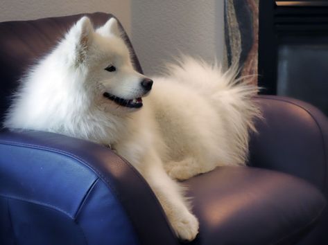 Samoyed Club of America Samoyed Grooming, Samoyed Puppy, Keep Clean, Fluffy Coat, Dog Skin, Dogs Of The World, Exotic Pets, Puppy Love, Animals And Pets