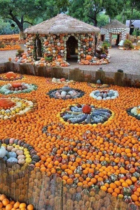 Thanksgiving Landscapes, Pumpkin Garden Ideas, Ground Design, Pumpkin Varieties, Pumpkin Garden, Pumpkin Contest, Pumpkin Queen, Pumpkin House, Dallas Arboretum