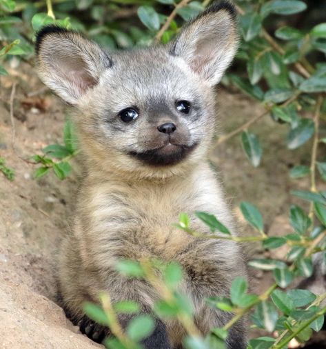 41 Strange on Twitter: "Here’s a baby Bat-eared fox found on the African savanna… " Baby Flying Squirrel, Baby Warthog, Bat Eared Fox, Newborn Elephant, Baby Skunks, Baby Sea Turtles, Baby Dolphins, Baby Raccoon, Cute Ducklings