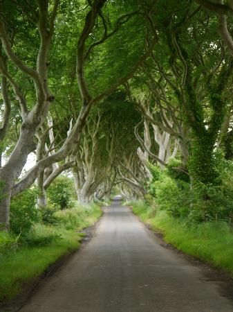 The dark hedges, Ireland The Dark Hedges, Beautiful Ireland, Vacation Wishes, Dark Hedges, Erin Go Bragh, Ireland Trip, Inspiring Photography, Travel Stuff, Dream Vacation