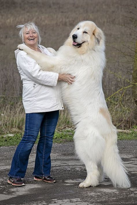 Pet Anime, Pyrenean Mountain Dog, Wallpaper Dog, Giant Dog Breeds, Tattoo Dog, Dog Breeds List, Big Dog Breeds, Great Pyrenees Dog, Most Beautiful Dogs