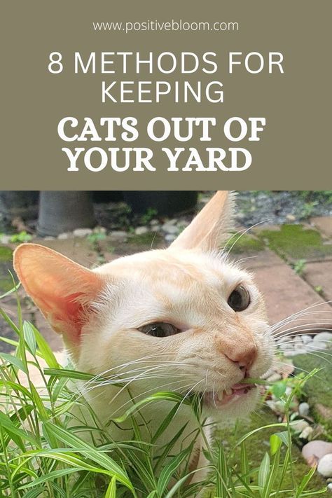 Here are 8 excellent methods for keeping cats out of your yard. Also, learn which methods you should never use, and how to keep your cat from straying. How To Repel Cats From Yard, Stray Cat Repellent Yards, Cat Repellent Outdoor, Cat Proof Yard, Keeping Cats Out Of Yard, How To Get Rid Of Stray Cats In Yard, How To Deter Cats From Yard, How To Keep Cats Off Outdoor Furniture, Diy Cat Repellent Spray Outdoor