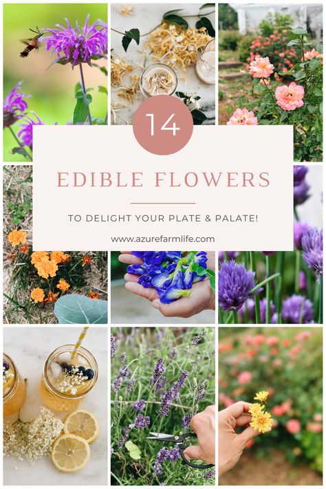 14 Edible Flowers To Delight Your Palate And Plate (Pictures Included!) - Azure Farm Azure Farm, Elderberry Flower, Chive Blossom, Butterfly Tea, Chocolate Roses, Butterfly Pea Flower, Bee Balm, Clover Flower, Pea Flower