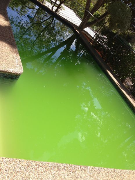 How to Turn a Green Pool to Blue Pool Cleaning Tips, Useful Projects, Green Pool, Pool Blue, Blue Pool, Green To Blue, Pool Maintenance, Green Lake, Pool Cleaning