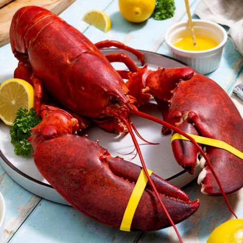 Purchase the right jumbo lobster How To Cook Steamers, Boiled Lobster Recipes, Maine Desserts, Boiled Lobster, Steak Gift, Lobster Cake, Giant Lobster, Lobster Boil, How To Cook Scallops