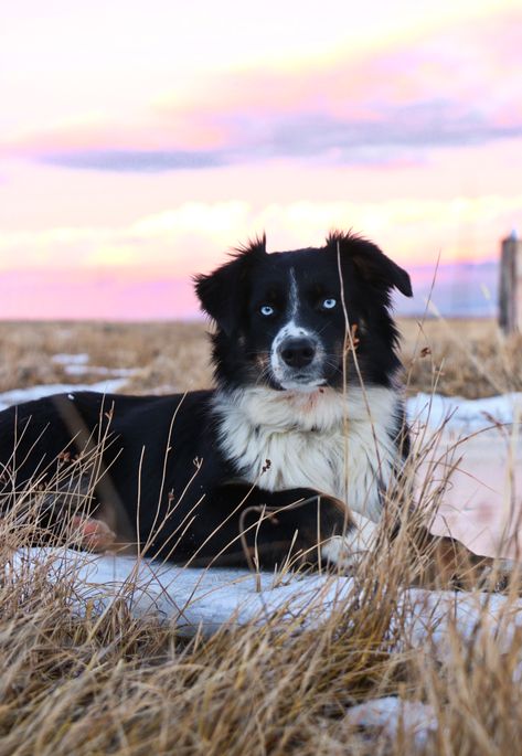 Border Collie With Blue Eyes, Border Collie Blue Eyes, Australian Shepherd Blue Eyes, Black Tri Aussie, Collie Photography, Black Tri Australian Shepherd, Dog Foto, Aussie Dogs, Working Dog