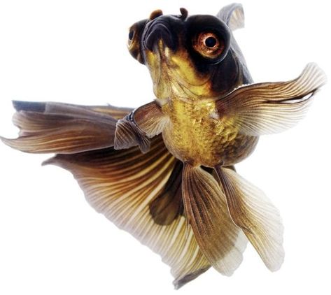 Telescope Goldfish, Coldwater Fish, Goldfish Tattoo, Goldfish Aquarium, Different Types Of Animals, Aqua Culture, Underwater Animals, Creature Drawings, Gold Fish