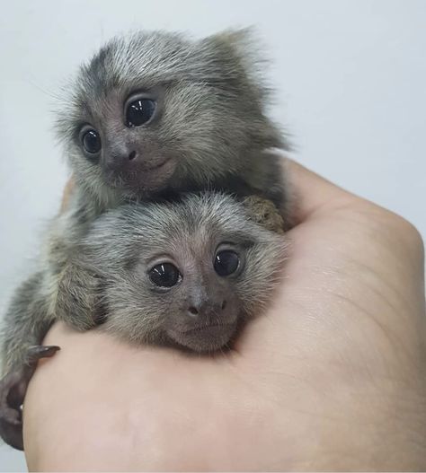 Pygmy Marmoset Monkey, Baby Animals Real, Capuchin Monkeys, Monkey Magic, Funny Monkeys, Finger Monkey, Marmoset Monkey, Tiny Monkey, Types Of Monkeys