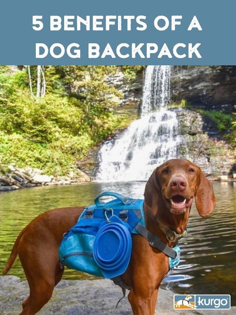 Gadgets Gifts, Tech Magazines, Dig Gardens, Garden Posts, Survival Gardening, Urban Survival, Dog Backpack, Dog Products, Dog Items