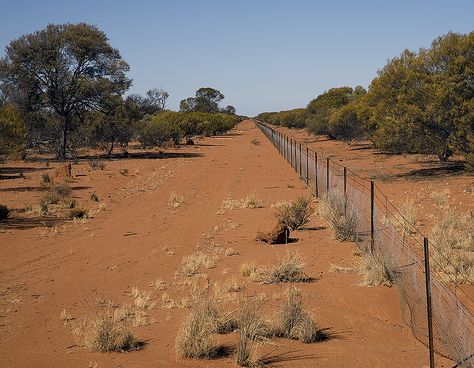 The Rabbit Proof Fence- to stop the spread of rabbits in Australia. 1859 wild rabbits were brought over from England then after a flood they escaped into the wild. the fence reaches all across Australia 1139 miles, which would be inspected constantly, also stops Emu. There's also a dog proof fence to stop dingos. Rabbit Proof Fence, Dog Proof Fence, Fence Designs, Wild Rabbit, Country Lifestyle, Chain Link Fence, Animal Jam, Rock Pools, The Eagle