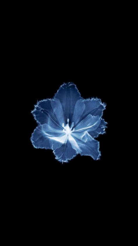 Pink Jellyfish Wallpaper, Flower Lockscreen, Black Flowers Wallpaper, Blue Roses Wallpaper, $b Wallpaper, Blue Flower Wallpaper, Dark Art Photography, Cute Summer Wallpapers, Iphone Wallpaper Hipster