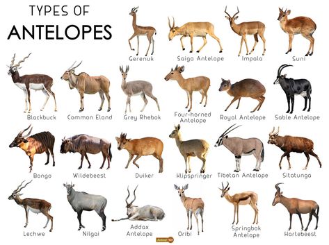 Antelope Facts, Types, Lifespan, Classification, Habitat, Pictures Addax Antelope, Antelope Animal, Animal Types, Animals List, Animal Infographic, African Antelope, Different Types Of Animals, Rare Animals, Types Of Animals