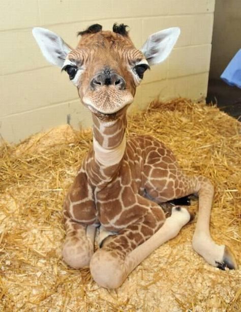 Baby Animals Pictures, Animals Pictures, Super Cute Animals, Baby Animals Funny, Baby Giraffe, Cute Wild Animals, Cute Animal Photos, Animal Photos