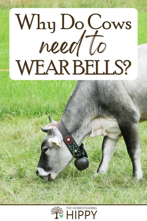 Cows wear bells so their owners know their whereabouts, and can find them when lost. #cows #cattle #homesteading Dairy Cow Breeds, Dexter Cattle, Raising Cattle, Dairy Cattle, Cattle Farming, Dairy Cows, Dairy Farms, Cow Bell, Milk Cow