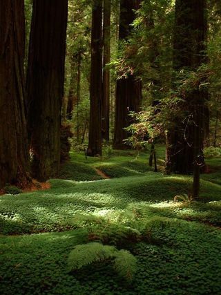 Shakespeare Garden, Redwoods California, Mystic Forest, Bahasa Jepun, Redwood Forest, Forest Floor, Green Forest, Green Gables, Alam Yang Indah