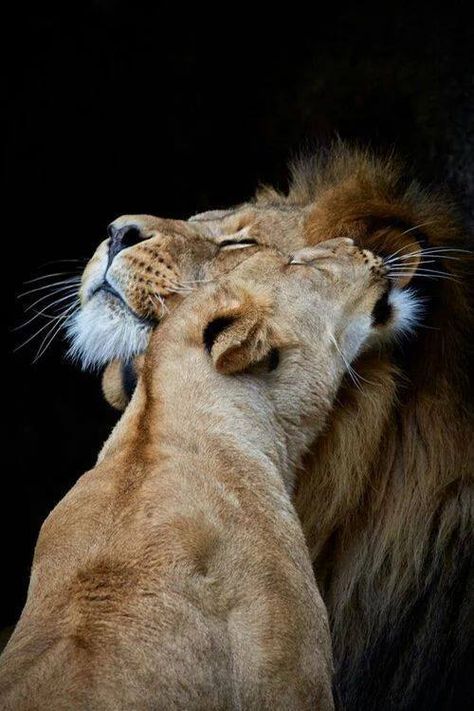 Lion Couple, Lion Photography, Lion And Lioness, Lion Love, Lion Images, Lion Pictures, A Lion, The Lion, Beautiful Cats