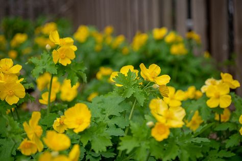 Stylophorum diphyllum (Celandine Poppy) Celandine Poppy, Orangey Yellow, Yellow Poppy, Virginia Bluebells, Woodland Plants, Herbaceous Border, Plant Problems, Shade Perennials, Garden Types