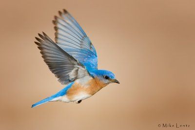 Blue Bird Flying, Bluebird Tattoo, Bird Flying, Eastern Bluebird, Bird Silhouette, Bird Pictures, Birds Tattoo, Colorful Birds, Seascape Paintings