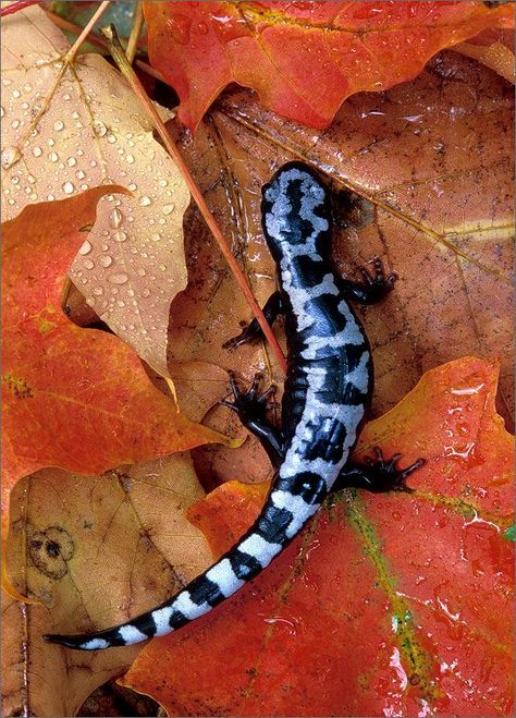 Marbled Salamander photo Marbled Salamander, Amphibians Animals, Drops Of Water, Blue Lizard, Salamanders, Orange Leaves, Chameleons, Appalachian Mountains, Crocodiles