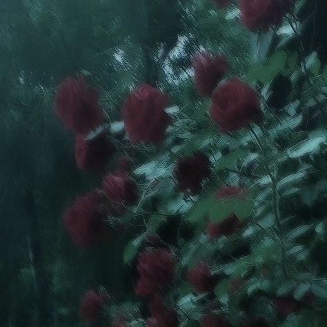 Roses 🌹🌸 . . . . . #forest #forestphotography #wildlife #wildlife #wildlifephotography #peace #peaceofmind #photooftheday #peaceful #calm #calming Dulce Core, Calm Core, Vampire Castle, Dark Flowers, Castle In The Sky, Header Banner, Forest Photography, Wildlife Photography, Banners