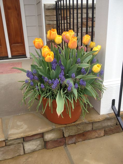 Tulips and grape hyacinth in container. Tulips Front Porch, Tulips Container Garden, Hyacinth In Pots, Daffodils And Tulips Garden, Tulip Planter Ideas, Hydrangea Container Garden, Tulips In Containers, Tulips In A Pot, Tulips In Pots