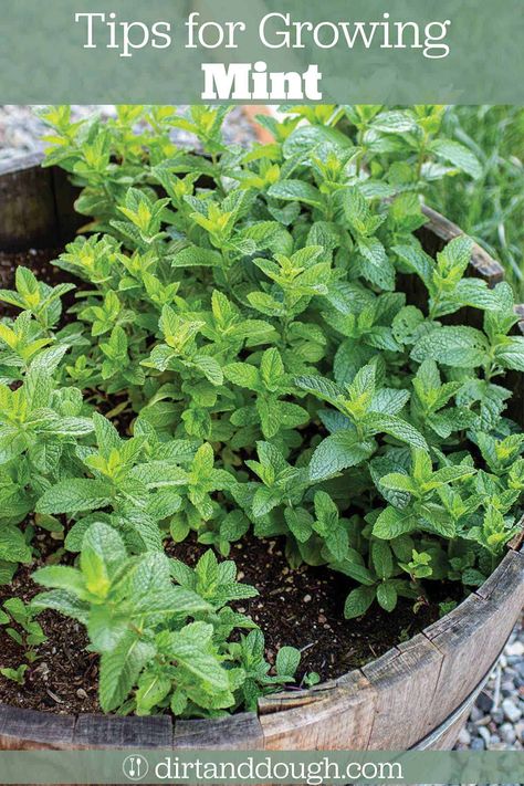 How to Grow Mint Outdoors - 8 Tips and Tricks Growing Asparagus From Seed, How To Grow Mint, Grow Mint, Mint Plant, Growing Asparagus, Growing Mint, Mint Water, Apple Mint, Mint Plants