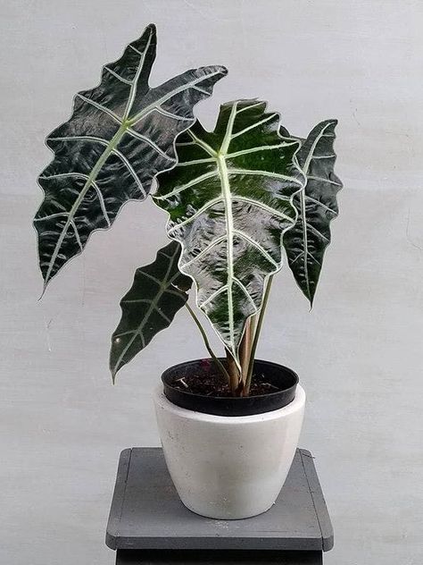 Tropical Plants Indoor, Alocasia Plant, Calathea Plant, Plant Indoor, Beautiful Flowers Photos, Garden Animals, African Mask, Plant Therapy, Interior Plants