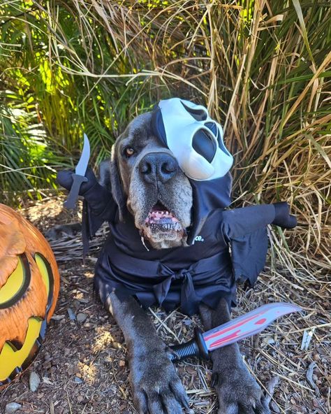 What's Your Favourite Scary Movie? 👻🔪⁠ ⁠ @kane.the.aussie.corso Halloween throwback, a reminder to not forget the doggos this Halloween! 🐶😉 Costume Box, Scream Ghostface, Box Costumes, Scary Dogs, Pet Halloween Costumes, Halloween Top, Woody Toy Story, Scary Movie, Pet Scarf