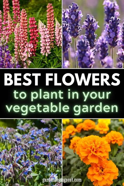 Flowers You Should Plant in Your Vegetable Garden | Gardening is Great Mixed Flower And Vegetable Garden, Wildflower Container Garden, Best Flowers For Vegetable Garden, Flower And Vegetable Garden Combined, Flowers To Plant With Vegetables, Vegetable And Flower Garden, Farmhouse Gardens, Nitrogen Fixing Plants, Vegtable Garden