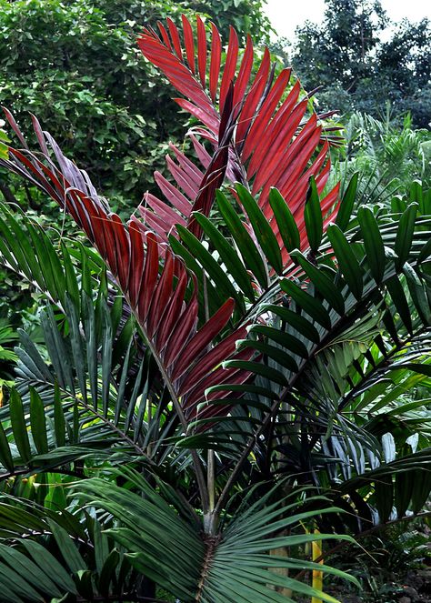 Flame thrower Palm. I'd LOVE some of these. Love, love, love some red in my landscaping!! Tropical Front Yard, Yard Landscape Ideas, Tropical Garden Plants, Tropical Backyard Landscaping, Front Yard Landscape, Tropical Landscape Design, Florida Landscaping, Tropical Garden Design, Tropical Backyard