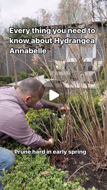 Vas Karpetas | Hydrangea Annabelle’s  are really easy to grow but they do need maintenance especially after all the rain we had a few days ago.  I would... | Instagram Hydrangea Garden Design, Annabelle Hydrangea Front Of House, Hydrangea Support Ideas, Pruning Annabelle Hydrangea, Reblooming Hydrangea, Hydrangea Annabelle, Pink Annabelle Hydrangea, Anabelle Hydrangea, Annabelle Hydrangea Companion Plants