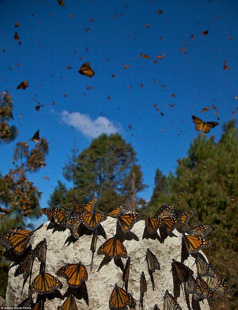 Monarch Migration, Raising Monarch Butterflies, Butterfly Garden Art, Butterfly Migration, Altar Ideas, Travel Destinations Photography, Travel Mexico, Arms Race, Monarch Butterflies