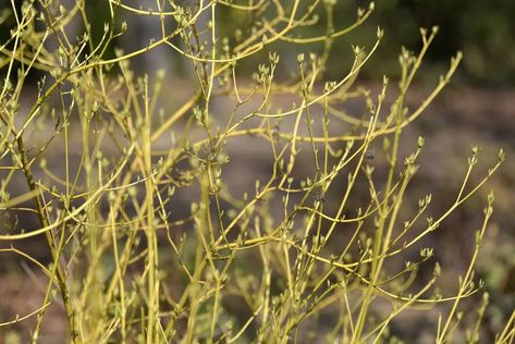 Yellow Twig Dogwood, Dogwood Shrub, Crown Of Thorns Plant, Winter Shrubs, Red Twig Dogwood, Twig Dogwood, Dogwood Branches, Garden Shrubs, Winter Colors