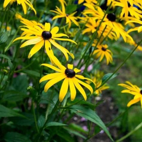 Michigan Native Garden, Michigan Flower Garden, Michigan Native Flowers, Michigan Flowers, Michigan Wildflowers, Daisy Fleabane, Monarch Waystation, Michigan Landscaping, Illinois Wildflowers Native Plants