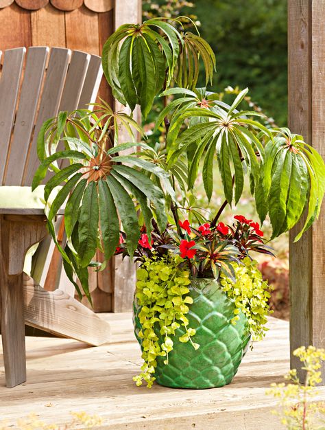 Begonia Luxurians, Patio Planter Ideas Plant Pots, Red Banana Plant, Patio Planter Ideas, Flower Pot Ideas, Planters Ideas, Potted Palms, Creeping Jenny, Pots And Planters