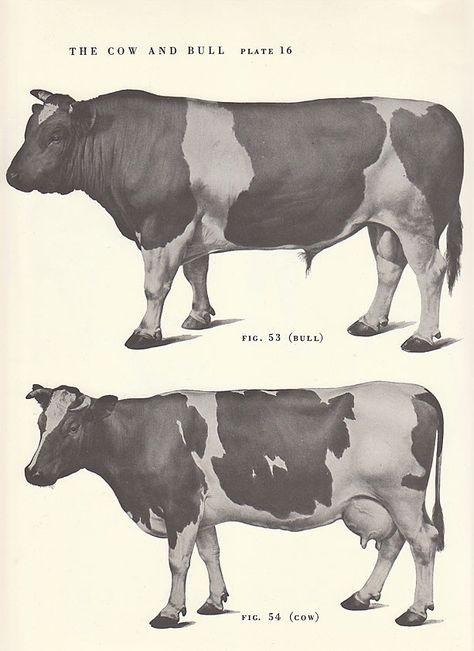 Vintage Cow Bull Side View, Side View Illustration, Breeds Of Cows, Farm Animal Paintings, View Illustration, Cow Illustration, Cow Drawing, Dairy Cattle, Illustration Book