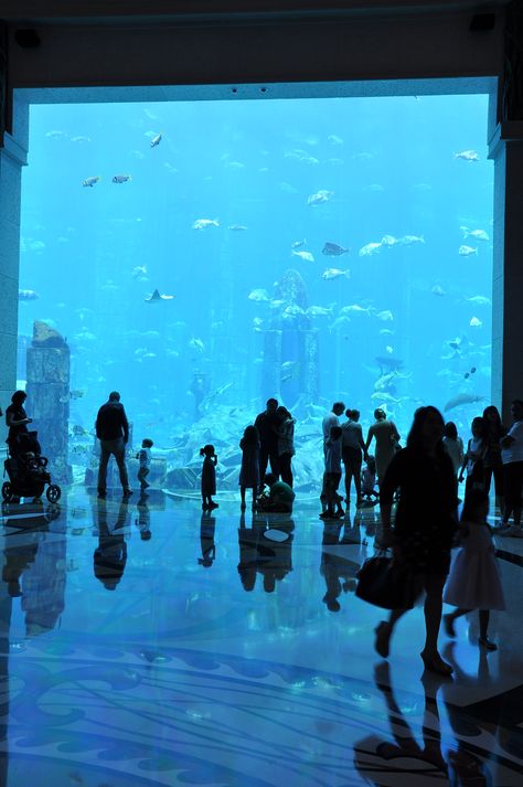 you really have to see this when you're in Dubai (Atlantis Aquarium & Lost Chamber) Trinity Core, Atlantis Aquarium, Dubai Atlantis, Desert Safari Dubai, Desert Safari, Atlantis, Abu Dhabi, In Dubai, Great Places