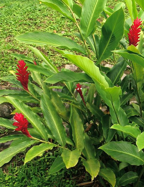 Red Ginger; Zingiberaceae : Alpinia purpurata Red Ginger Plant, Ornamental Ginger, Ginger Plant Flower, Hawaii Garden, Ginger Plants, Tattoo Nature, Ginger Plant, Red Ginger, Ginger Flower